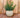 BEGONIA round plant pot