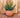 BEGONIA round plant pot