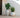 BEGONIA round plant pot