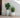 BEGONIA round plant pot