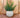 BEGONIA round plant pot