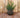 BEGONIA round plant pot