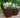 CLAVEL 30 SOLID COLOR SQUARE FLOWER POT