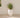 Aloe round plant pot