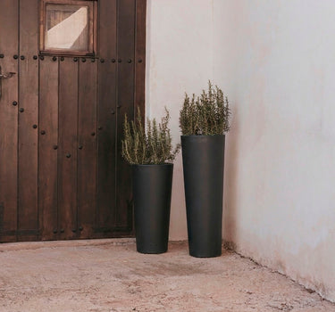 FICUS tall round plant pot