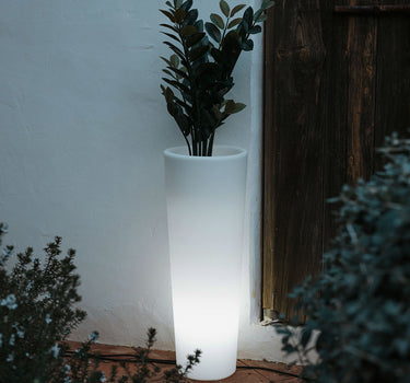 FICUS round plant pot with light