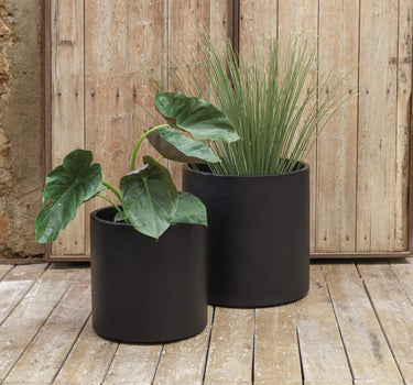 janet craig dracaena compacta Milano Tube White  Janet Craig Compacta  PLANT THE FUTURE
