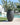 Aloe round plant pot - 03