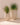 Aloe round plant pot - 31