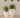 Aloe round plant pot - 34