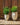 Aloe round plant pot - 38