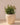 Areca round plant pot - 08