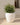 Areca round plant pot - 11