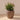 Areca round plant pot - 18