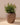 Areca round plant pot - 18