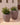 Areca round plant pot - 20