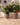 Areca round plant pot - 21