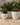 Areca round plant pot - 37