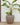 Areca round plant pot - 39