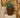 MAGNOLIA round plant pot