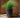 Maranta round plant pot