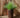 Maranta round plant pot