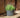 Maranta round plant pot
