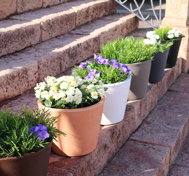 PETUNIA coloured flowerpot