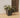 CALENDULA 50 RUSTIC SQUARE FLOWER POT