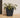 CALENDULA 50 RUSTIC SQUARE FLOWER POT
