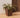 CALENDULA 50 RUSTIC SQUARE FLOWER POT