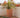 Gerbera round plant pot