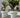 MAGNOLIA round plant pot