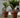 MAGNOLIA round plant pot
